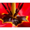 Vcedln obraz - erven tulipn 120x80  cm