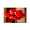 Vcedln obraz - erven tulipn 90x60  cm