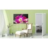 Vcedln obraz - Fialov orchidej 120x80  cm