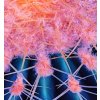 Vcedln obraz - Kaktus 150x60  cm