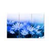 Vcedln obraz - Modr kopretiny 120x80  cm