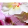 Vcedln obraz - Orchidej fantazie 150x100  cm