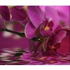 Vcedln obraz - Orchidej na hladin 90x60  cm