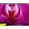Vcedln obraz - Orchidej pi svkch 90x60  cm
