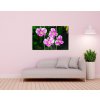 Vcedln obraz - Orchidej v prod 90x60  cm