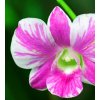 Vcedln obraz - Orchidej v prod 90x60  cm