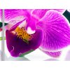Vcedln obraz - Orchidej v prostoru 90x60  cm