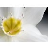 Vcedln obraz - Orchidej ve tm 90x60  cm