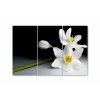 Vcedln obraz - Orchidej ve tm 90x60  cm
