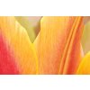 Vcedln obraz - Tulipn 90x60  cm