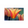Vcedln obraz - Tulipn 90x60  cm